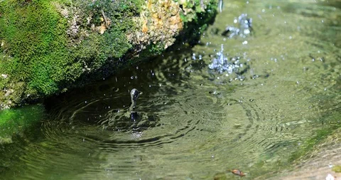 Drops Of Water Falling Into A Small Pond Stock Footage 117365313