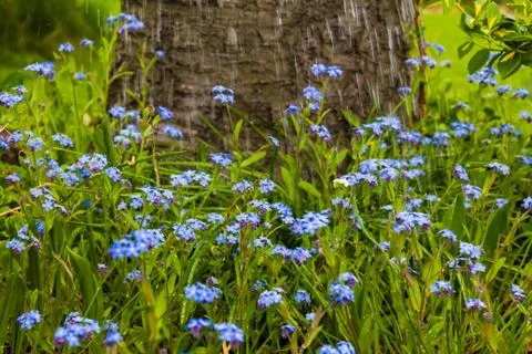 Drops water falling spring blue flowers Stock Photos