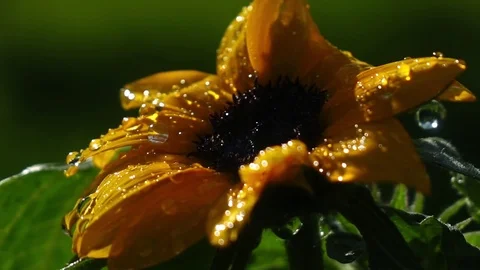 Drops of water falling on sunflower in extreme slow motion Stock Footage