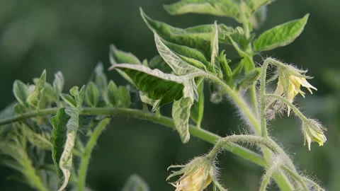 Drops of water falling on the tops of tomatoes with leaves and flowers Stock Footage 138414643