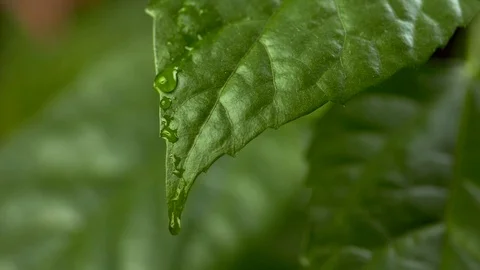 Drops of water flow down the green leaf. Slow motion close-up shot. Stock-Footage 86010379