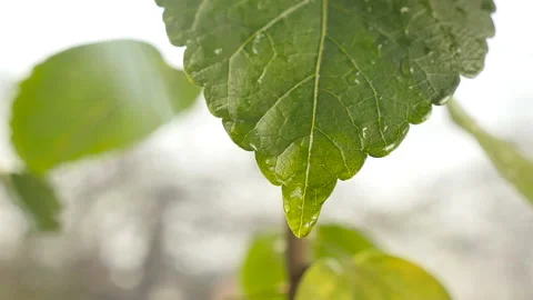 Drops of water flow down a green leaf. Slow motion. Close-up Stock Footage 127699335