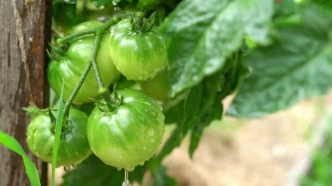 Drops of water flow down on juicy green tomatoes growing in the garden close-up Stock Footage 162453484