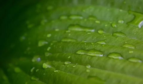 Drops of water flow down the large green leaves of the Hosta, close-up Stock Photos