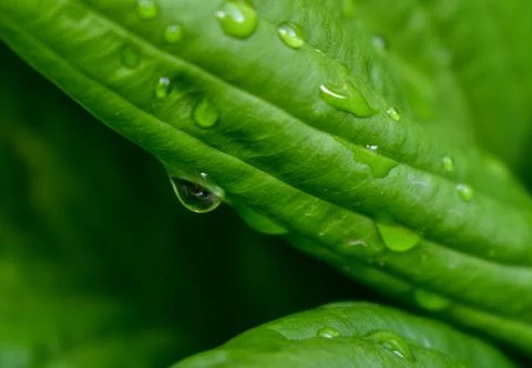 Drops of water flow down the large green leaves of the Hosta, close-up. Stock Photos