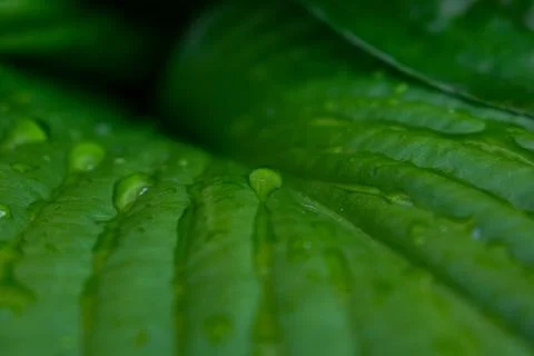 Drops of water flow down the large green leaves of the Hosta, close-up Stock Photos