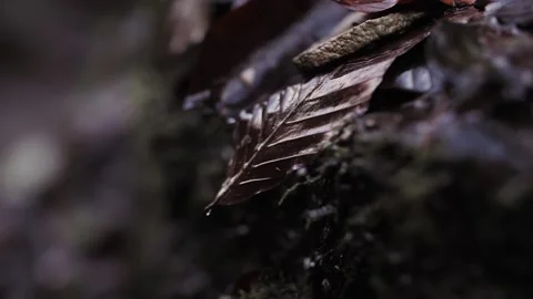 Drops of water flow down from the leaf and grass Stock Footage 172418462