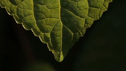 Drops of water flow down from the sheet 스톡 동영상 98836821