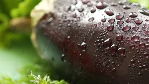 Drops of water flow down the surface of an eggplant close up Stock Footage 236542502