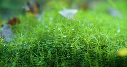 Drops of water flow from the moss in the forest. The rays of the sun glint in Vídeo Stock 139714906