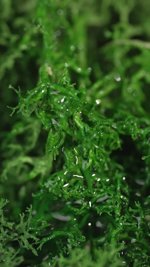 Drops of water flow from the moss, slow motion. The rain droplets on the mo.. Stock Footage 303907396