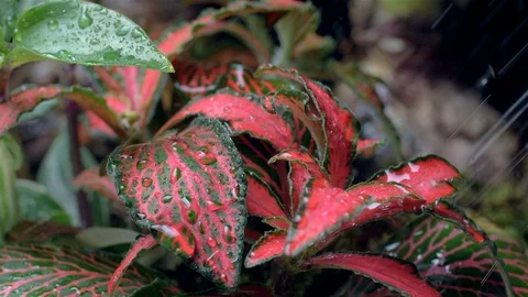 Drops of water flow over the leaves of a flower. Slow motion Stock-Footage 104825775