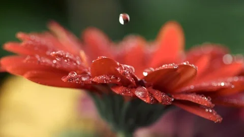 Drops of water flow on the petals of red daisy-gerbera flower Stock-Footage 86010396