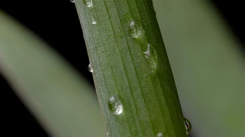 Drops of water flow through the stem of a flower. Slow motion Stock Footage 104631481