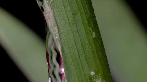 Drops of water flow through the stem of a flower. Slow motion Vidéo 104631804