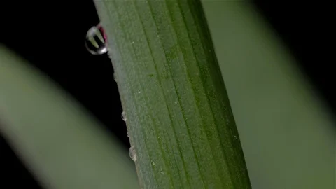 Drops of water flow through the stem of a flower. Slow motion 動画素材 104631872