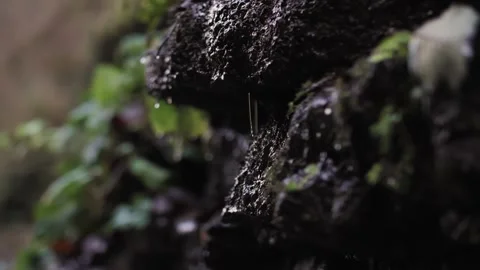 Drops of water flowing down the ground in the forest after rain Stock Footage 273494880