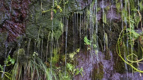 Drops of water flowing down on a wall covered with natural moss 스톡 동영상 115186311