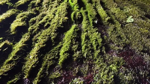 Drops of water flowing down on a wall covered with natural moss in Rabacal Stock Footage 116629807