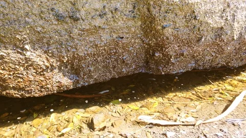 Drops of water flowing from a rock Stock Footage 116640602