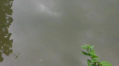 Drops in the water Stock Footage 488042