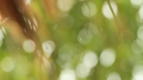 Drops of water. Stock Footage 11497878