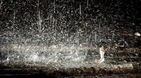 Drops of water Stock Footage 34643058