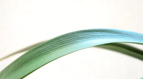 Drops of water. Stock Footage 42031002