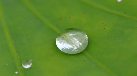 Drops of water. Stock Footage 64653795