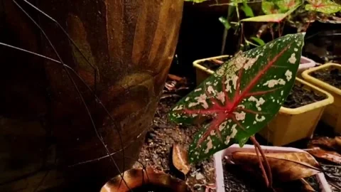 Drops of water Stock Footage 164940847