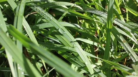 Drops of water on the grass after the rain Stock Footage 260226332