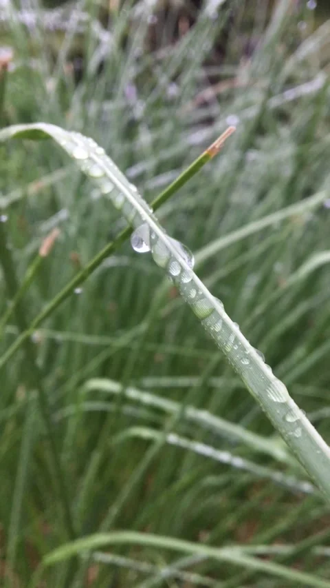 Drops of water on grass blades. Vertical video. Stock Footage 312007162