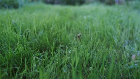 Drops of water on the grass. Stock Footage 114633019