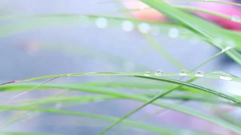 Drops of water on grass Stock Footage 146545704