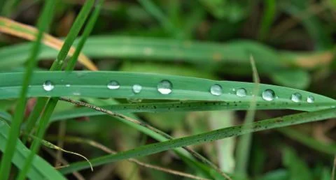 Drops of water on grass leaf, close up Stock Photos