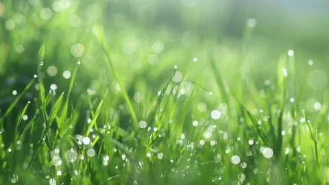 Drops of water on the grass. Morning dew. Blurred Background Stock Footage 89011053