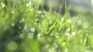 Drops Of Water On The Grass. Morning Dew. Blurred Background Stock Footage