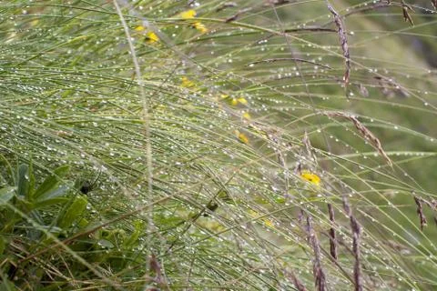 Drops of water on a grass Stock Photos