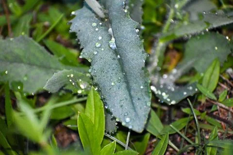 Drops of water on grass Stock Photos