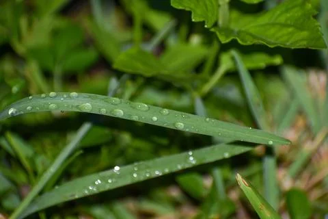 Drops of water on grass Stock Photos