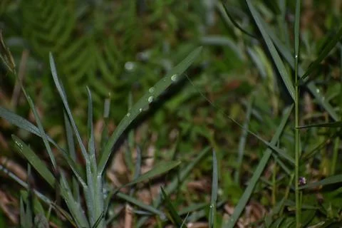 Drops of water on grass Stock Photos