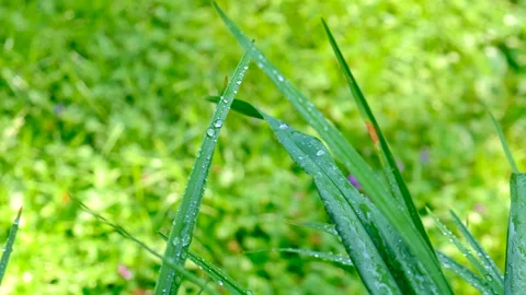Drops of water on the grass. Selective focus. Stock Footage 262973186