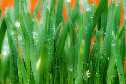 Drops of water on the grass in the springtime Stock Photos