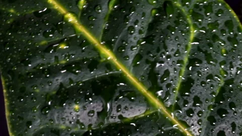 Drops of water on a green leaf as a background. Stock Footage 132409760