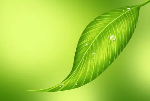 Drops water on green leaf .the concept is Drops water flowing on the lush gre Stock Illustration