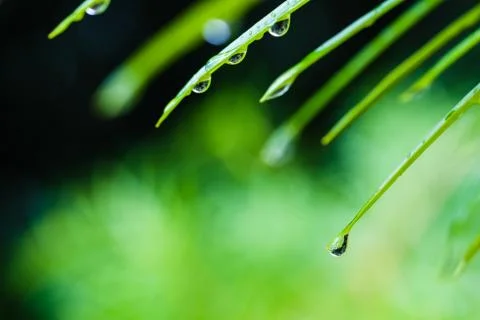 Drops of water on green leaf Stock Photos