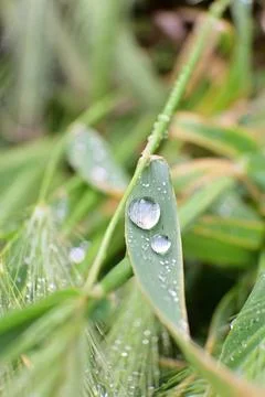 Drops of water on a green leaf. Stock Photos