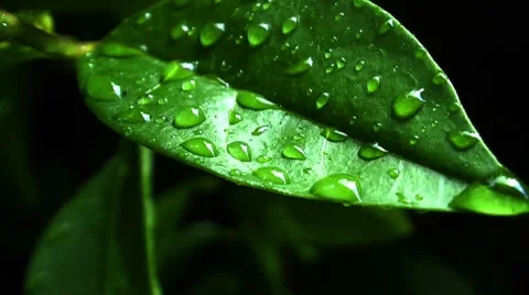 Drops of water on Leaf Stock Footage
