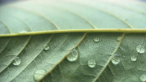 Drops Of Water On A Leaf Stock Footage 277213757