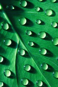 Drops of water on leaf Stock Photos